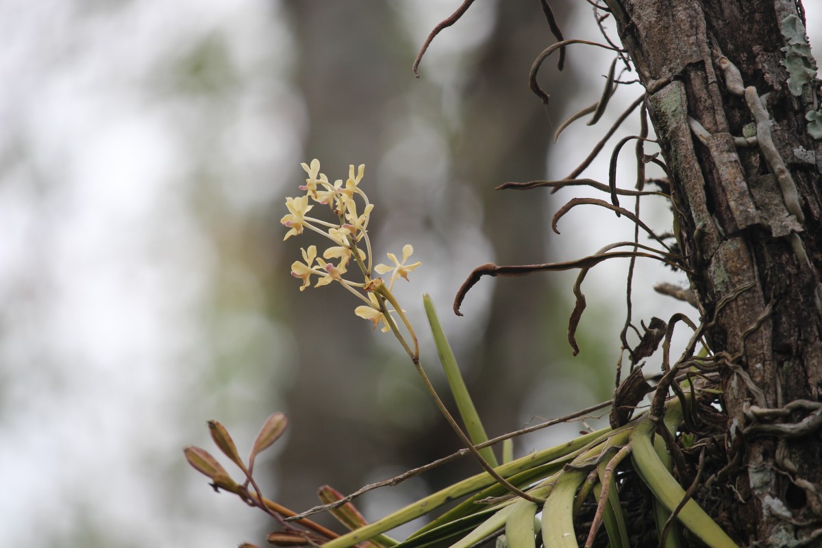 Vanda testacea (Lindl.) Rchb.f.